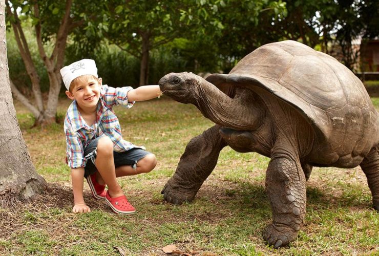 В отеле Fregate Island на Сейшелах 🐢 дети отдыхают бесплатно Fregate Island Seychelles Aldabra Giant Tortoise, фото
